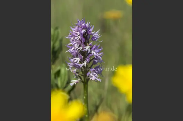 Fokus-Natur Bild