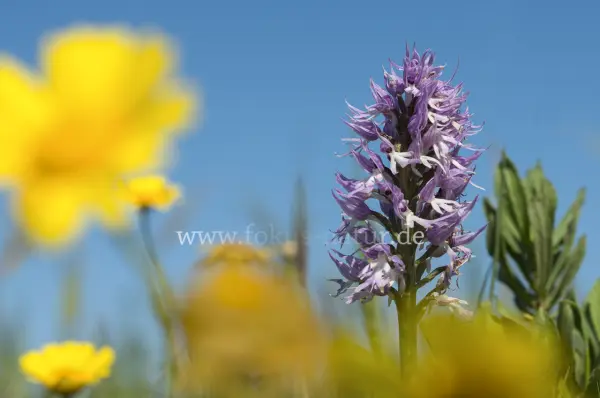 Fokus-Natur Bild