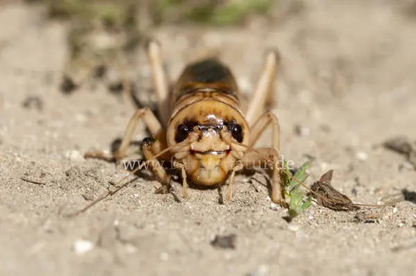 Fokus-Natur Bild