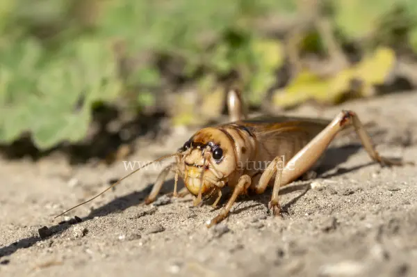 Fokus-Natur Bild