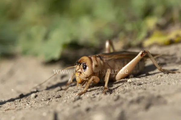 Fokus-Natur Bild