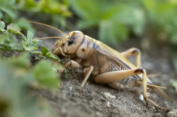 Fokus-Natur Bild