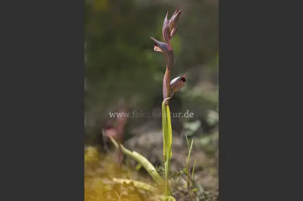 Fokus-Natur Bild