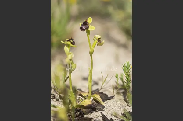 Fokus-Natur Bild