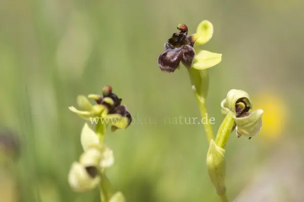 Fokus-Natur Bild