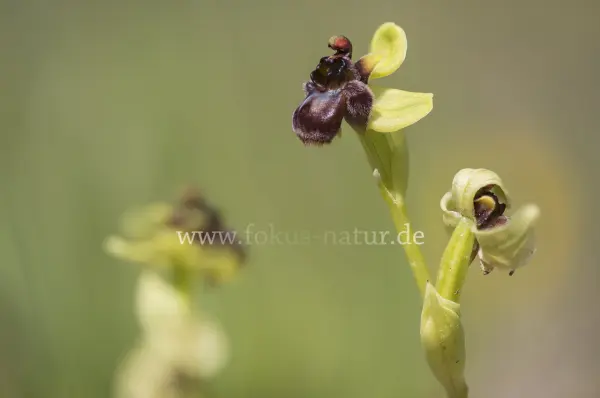 Fokus-Natur Bild