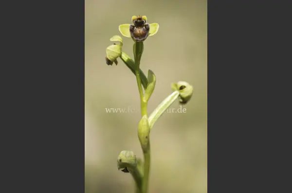 Fokus-Natur Bild