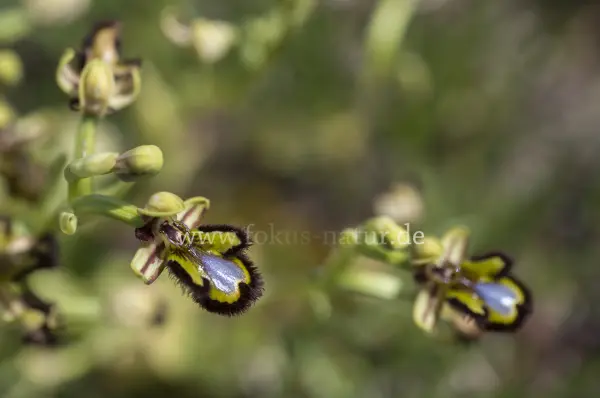 Fokus-Natur Bild