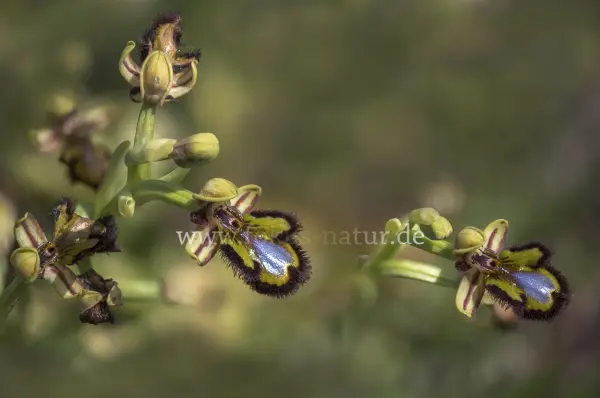 Fokus-Natur Bild