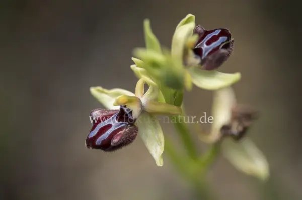 Fokus-Natur Bild