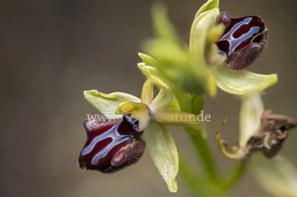 Fokus-Natur Bild