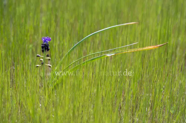 Fokus-Natur Bild
