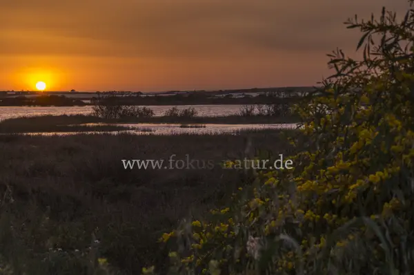 Fokus-Natur Bild