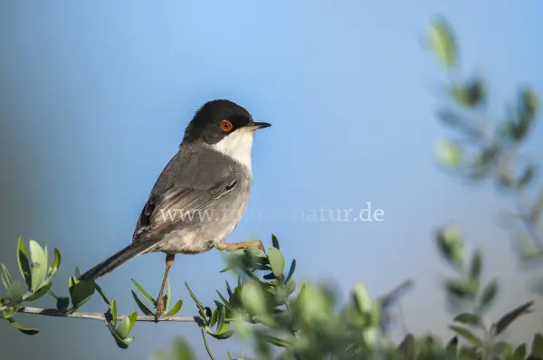 Fokus-Natur Bild