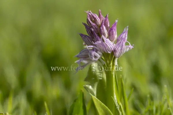 Fokus-Natur Bild