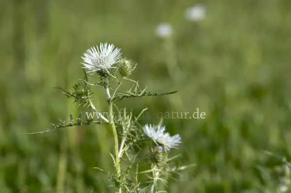 Fokus-Natur Bild