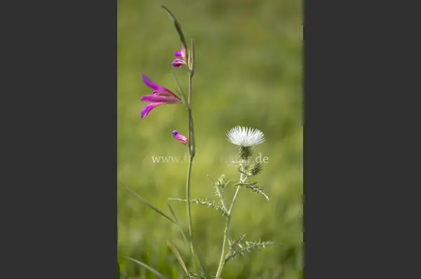 Fokus-Natur Bild