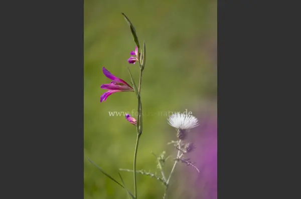 Fokus-Natur Bild