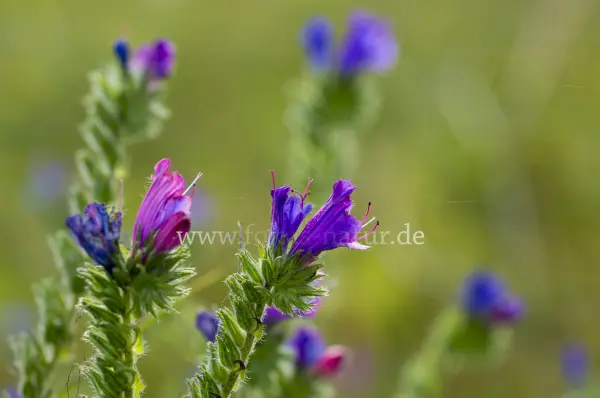 Fokus-Natur Bild