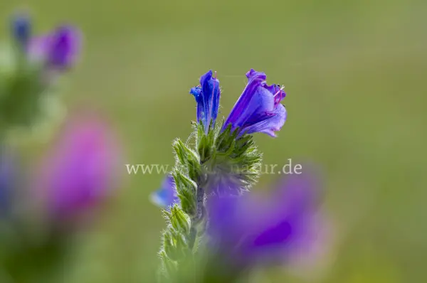 Fokus-Natur Bild
