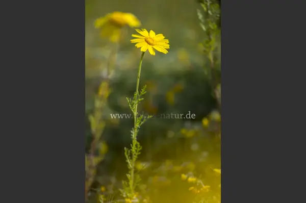 Fokus-Natur Bild
