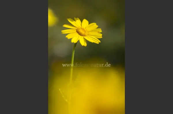 Fokus-Natur Bild