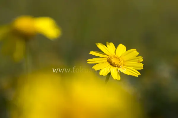 Fokus-Natur Bild