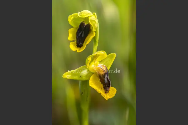 Fokus-Natur Bild