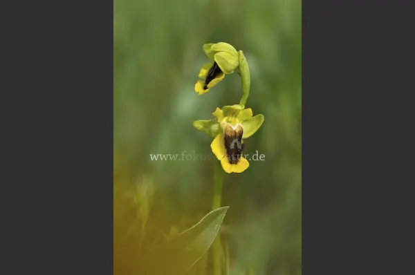 Fokus-Natur Bild