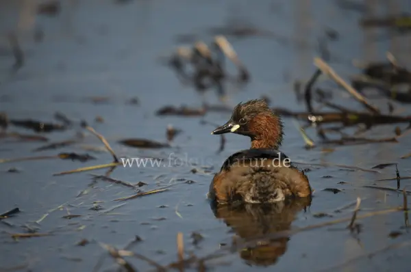 Fokus-Natur Bild