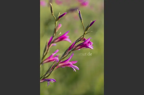 Fokus-Natur Bild
