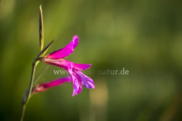 Fokus-Natur Bild