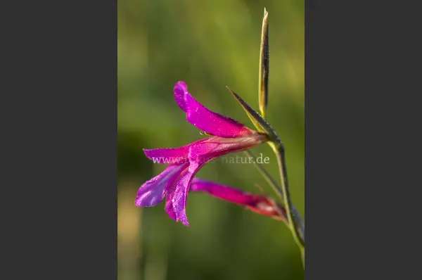 Fokus-Natur Bild