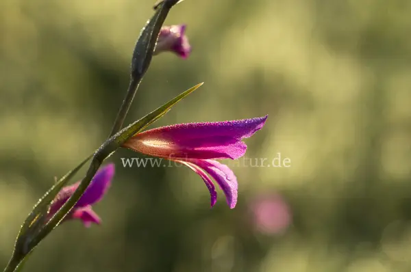 Fokus-Natur Bild