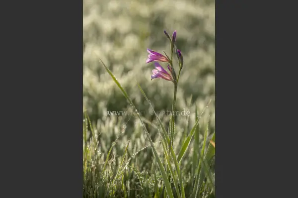 Fokus-Natur Bild