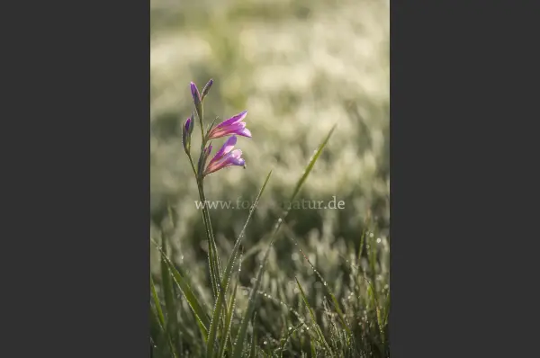 Fokus-Natur Bild