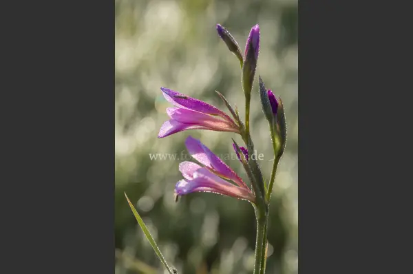 Fokus-Natur Bild