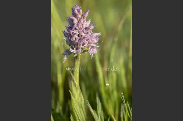 Fokus-Natur Bild