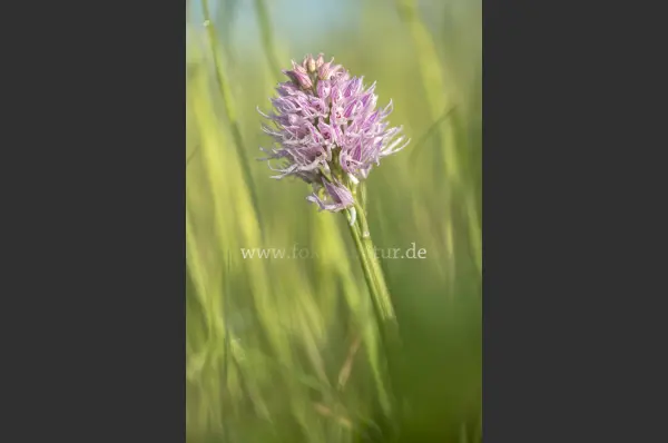 Fokus-Natur Bild