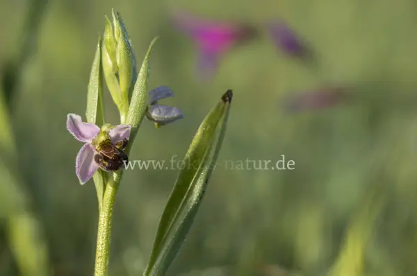 Fokus-Natur Bild