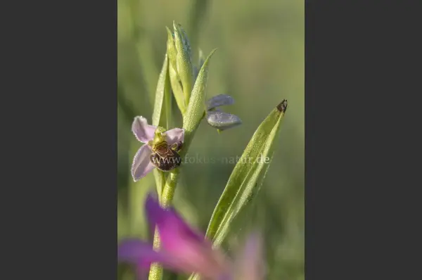 Fokus-Natur Bild