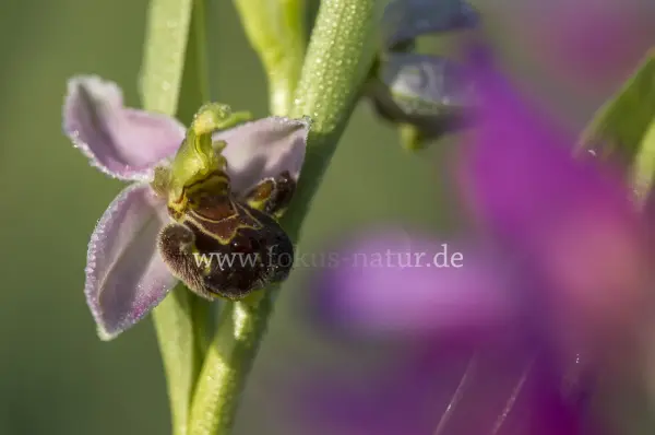 Fokus-Natur Bild