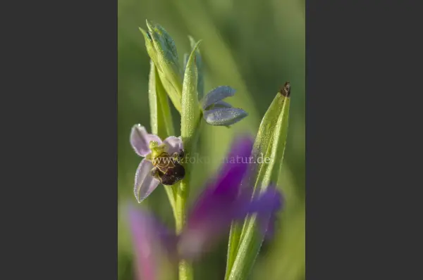 Fokus-Natur Bild