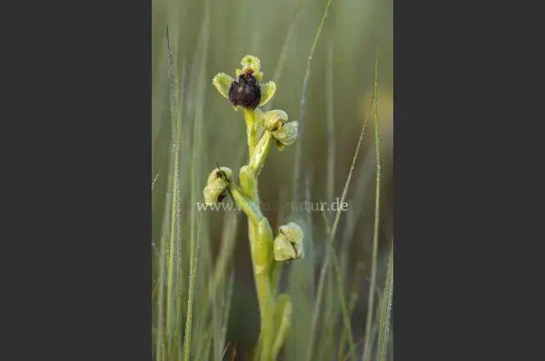 Fokus-Natur Bild