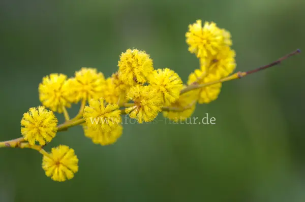 Fokus-Natur Bild