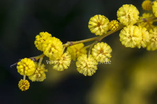 Fokus-Natur Bild
