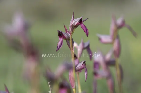 Fokus-Natur Bild
