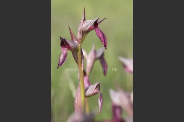 Fokus-Natur Bild