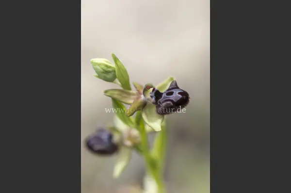 Fokus-Natur Bild