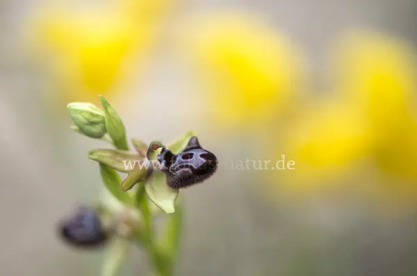 Fokus-Natur Bild